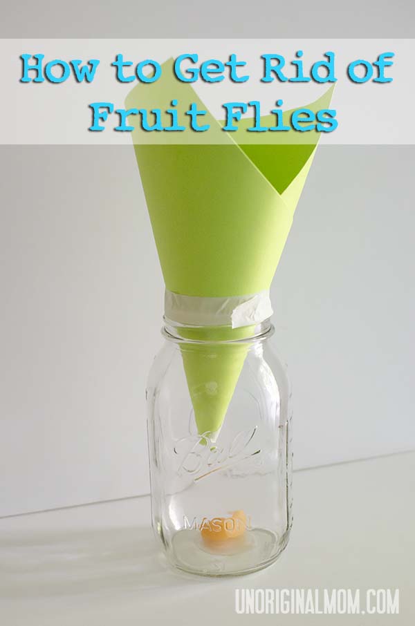 Get Rid Of Fruit Flies For Good 