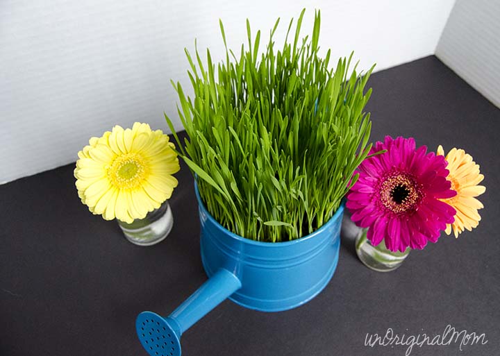 Make wheat grass centerpieces for your next party - includes an easy tutorial!