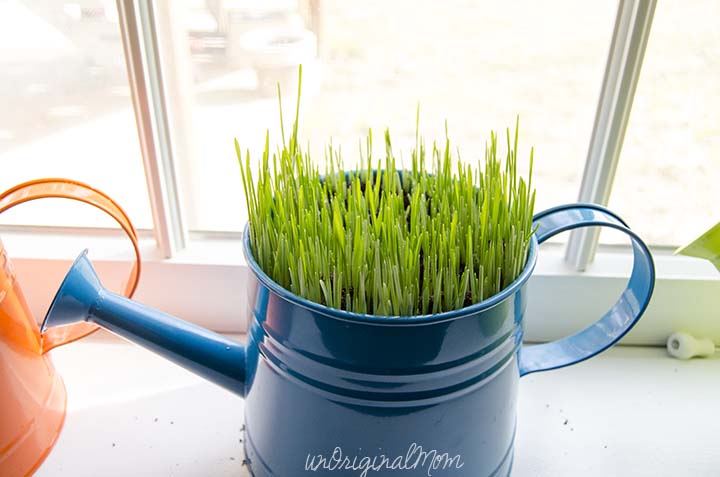 Make wheat grass centerpieces for your next party - includes an easy tutorial!